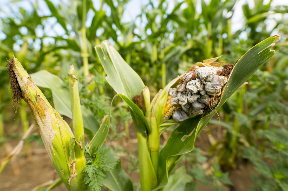 Delicatesa mexicană născută dintr-o boală a porumbului
